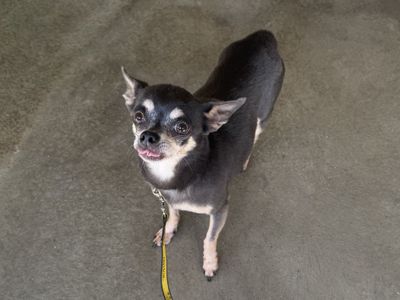 Tallulah | Chihuahua (Smooth Coat) | Basildon (Essex) - 3