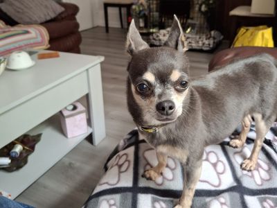 Tallulah | Chihuahua (Smooth Coat) | Basildon (Essex) - 1