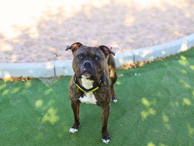 Tia | Terrier (Staffordshire Bull) | Manchester - 2