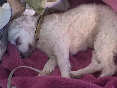 Bluebell | Maltese | Leeds - 3