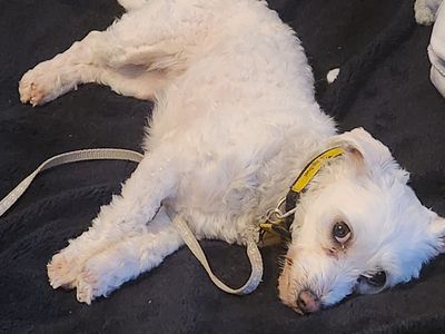 Bluebell | Maltese | Leeds - 5