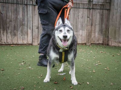 Molly | Siberian Husky | Loughborough - 5