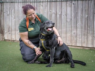 Tommy | Retriever (Labrador) | Loughborough - 5