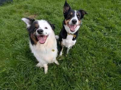 Rain | Collie (Border) | West Calder (Edinburgh) - 5