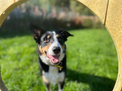 Rain | Collie (Border) | West Calder (Edinburgh) - 3