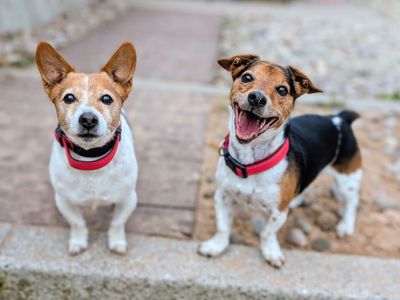 Buddy & Walter | Terrier (Jack Russell) | Cardiff - 3