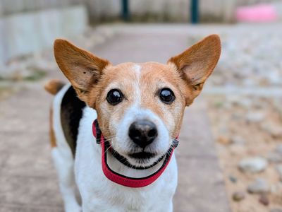 Buddy & Walter | Terrier (Jack Russell) | Cardiff - 5