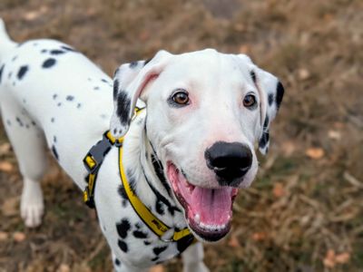 Pongo | Dalmatian | Cardiff - 3
