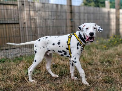 Pongo | Dalmatian | Cardiff - 5