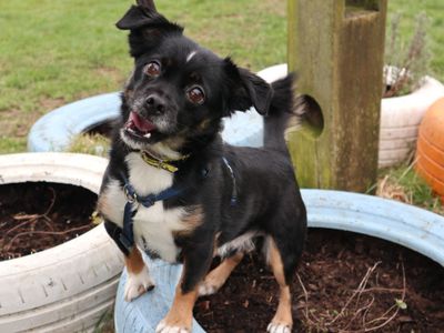 Pingu | Crossbreed | Harefield West London - 3