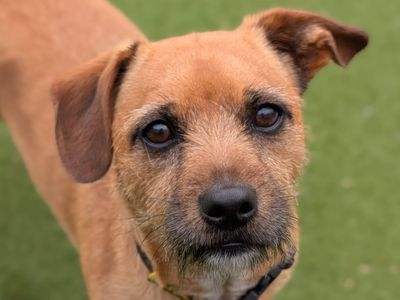 Marley | Terrier (Jack Russell) Cross | Evesham (Worcestershire) - 3