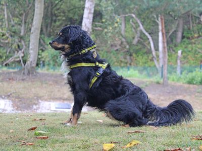 Lucio | Collie (Border) Cross | Merseyside (Liverpool) - 3