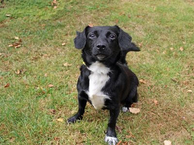 Tipps | Collie (Border) Cross | Merseyside (Liverpool) - 2
