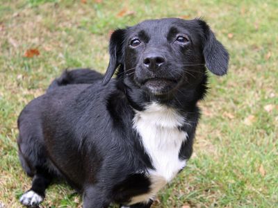 Tipps | Collie (Border) Cross | Merseyside (Liverpool) - 3
