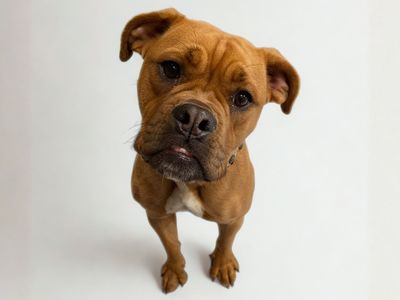 Grace | Alapaha Blue Blood Bulldog Cross | Newbury (Berkshire) - 2