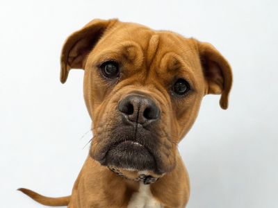 Grace | Alapaha Blue Blood Bulldog Cross | Newbury (Berkshire) - 3