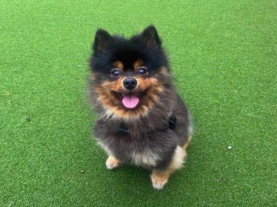 Oscar | Pomeranian | Salisbury (Wiltshire) - 5