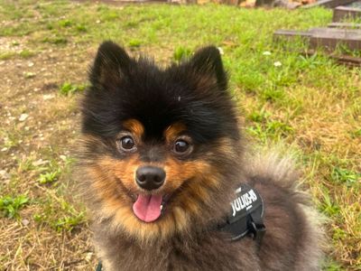 Oscar | Pomeranian | Salisbury (Wiltshire) - 3