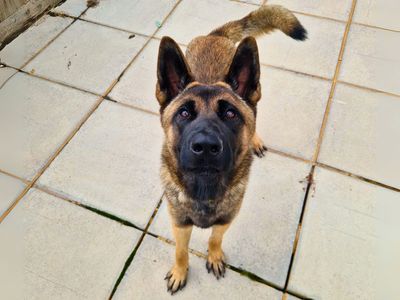 Jack | Akita Cross | Salisbury (Wiltshire) - 3