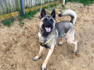 Jack | Akita Cross | Salisbury (Wiltshire) - 1