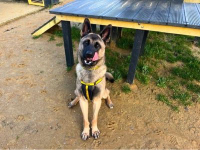 Jack | Akita Cross | Salisbury (Wiltshire) - 5