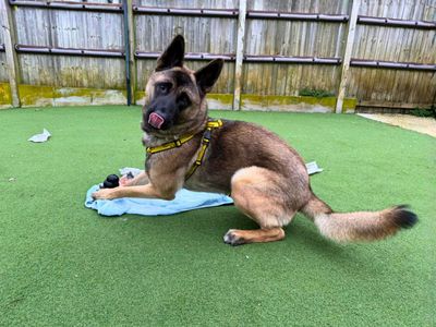 Jack | Akita Cross | Salisbury (Wiltshire) - 3