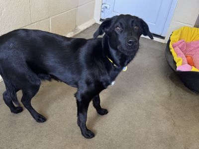 Raven | Collie (Border) Cross | Basildon (Essex) - 2
