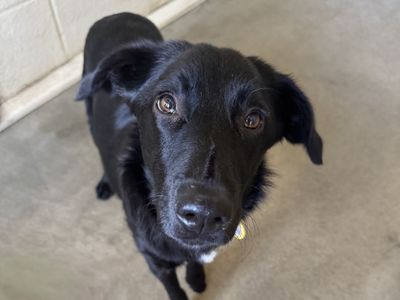Raven | Collie (Border) Cross | Basildon (Essex) - 3