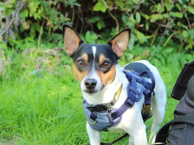 Jimmy | Terrier (Jack Russell) | Newbury (Berkshire) - 1