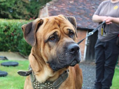 Chunky | Bullmastiff Cross | Canterbury - 3