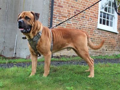 Chunky | Bullmastiff Cross | Canterbury - 5