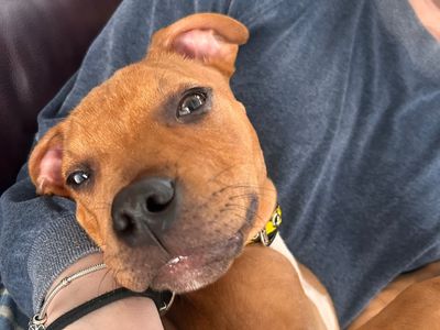 Scooby | Terrier (Staffordshire Bull) Cross | West Calder (Edinburgh) - 5