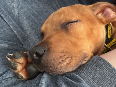 Scooby | Terrier (Staffordshire Bull) Cross | West Calder (Edinburgh) - 3