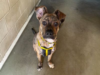 Nigel | Terrier (Staffordshire Bull) Cross | Basildon (Essex) - 3