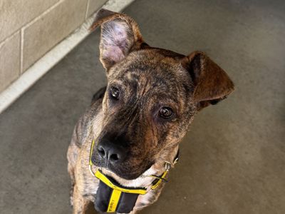 Nigel | Terrier (Staffordshire Bull) Cross | Basildon (Essex) - 2