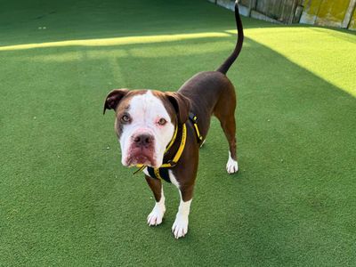 Kobe | Bulldog | Salisbury (Wiltshire) - 3