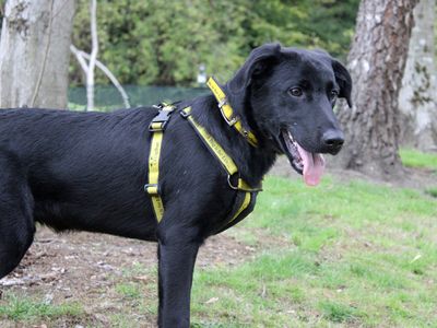 Will | Retriever (Labrador) Cross | Merseyside (Liverpool) - 3