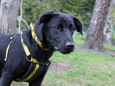 Will | Retriever (Labrador) Cross | Merseyside (Liverpool) - 2