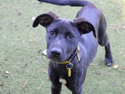 Kate | Dutch Shepherd Cross | Merseyside (Liverpool) - 1