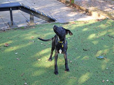 Kate | Dutch Shepherd Cross | Merseyside (Liverpool) - 3
