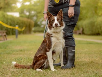 Dijon | Collie (Border) | Kenilworth (West Midlands) - 3