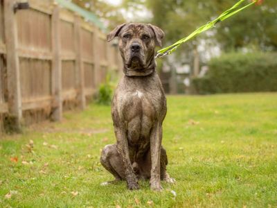 Jude | Dogo Canario Cross | Kenilworth (West Midlands) - 5