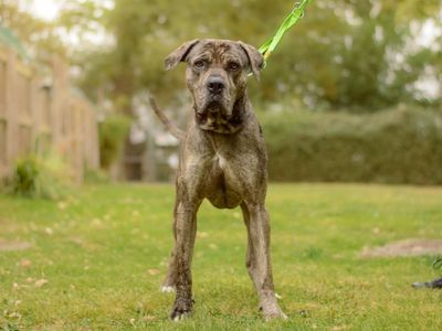 Jude | Great Dane Cross | Kenilworth (West Midlands) - 3