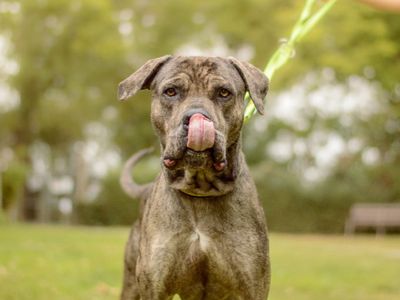 Jude | Dogo Canario Cross | Kenilworth (West Midlands) - 3