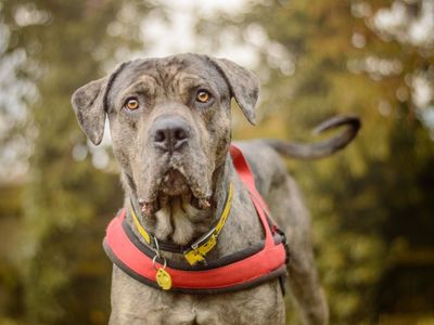 Jude | Great Dane Cross | Kenilworth (West Midlands) - 5