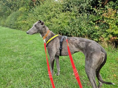 Naomi | Greyhound | Salisbury (Wiltshire) - 1