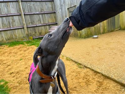 Naomi | Greyhound | Salisbury (Wiltshire) - 5