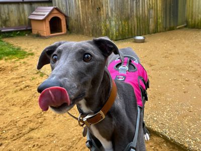 Naomi | Greyhound | Salisbury (Wiltshire) - 3