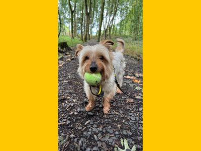 Bailey | Terrier (Yorkshire) | Ballymena (Northern Ireland) - 3