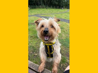 Bailey | Terrier (Yorkshire) | Ballymena (Northern Ireland) - 2